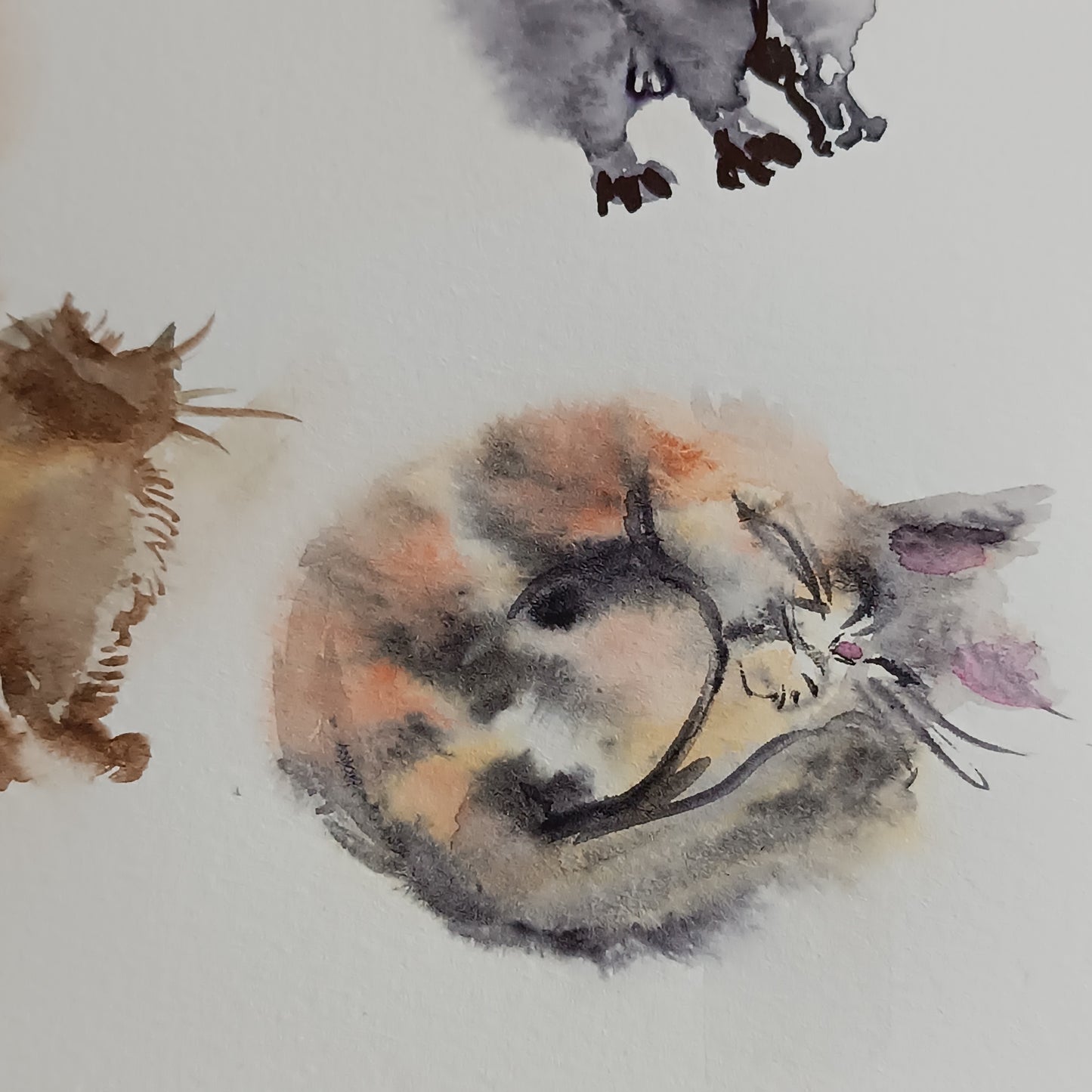 Fluffy cats. Original watercolor sketch.