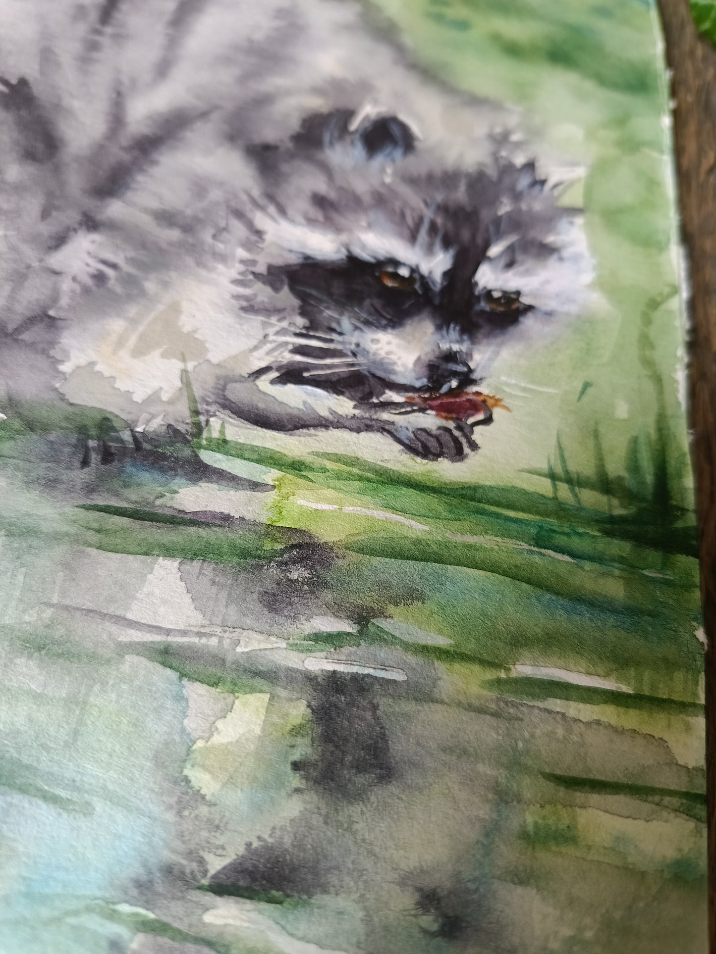 Raccoon gourmet. Original watercolour painting.