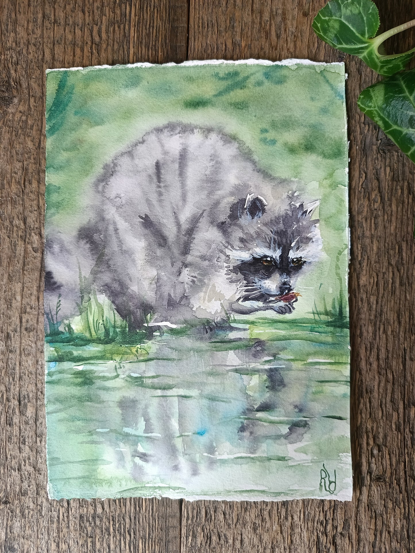 Raccoon gourmet. Original watercolour painting.