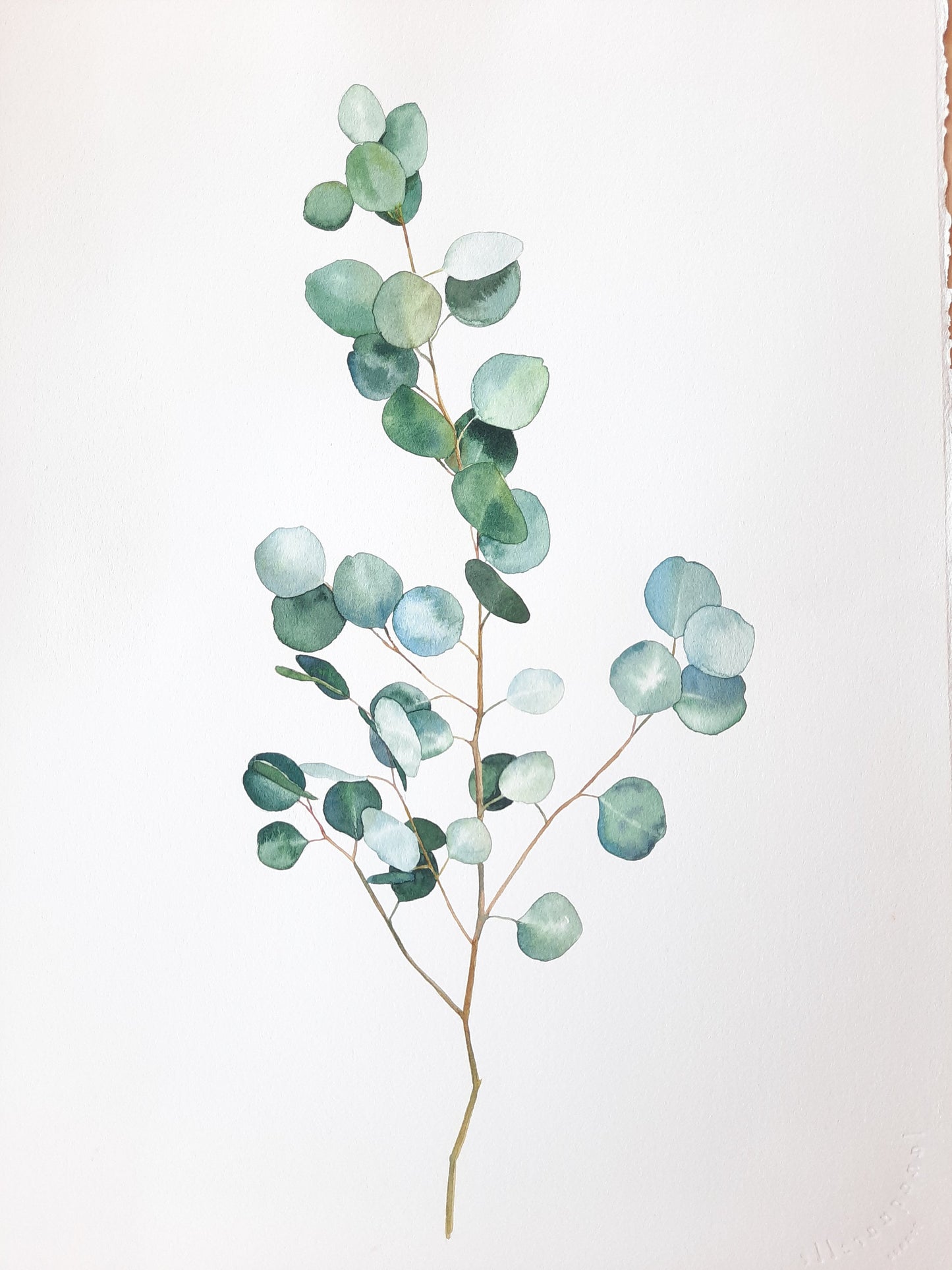 Eucalyptus branch Original watercolor on paper