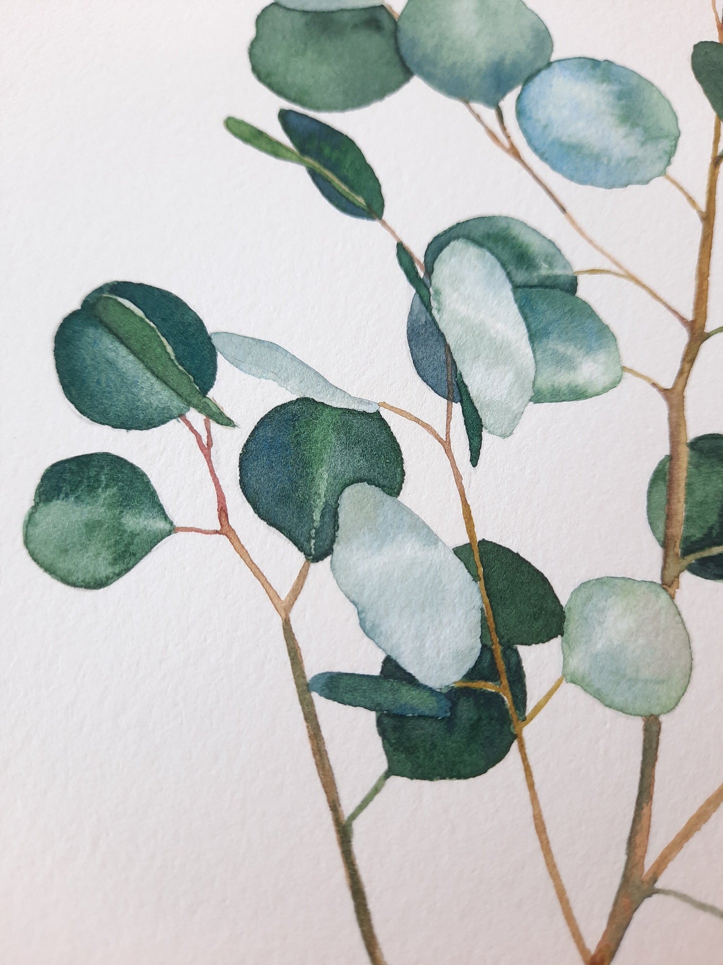 Eucalyptus branch Original watercolor on paper