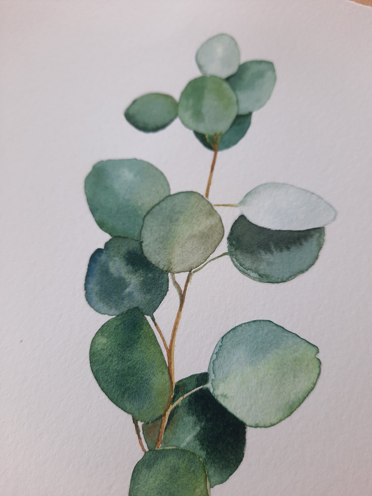 Eucalyptus branch Original watercolor on paper